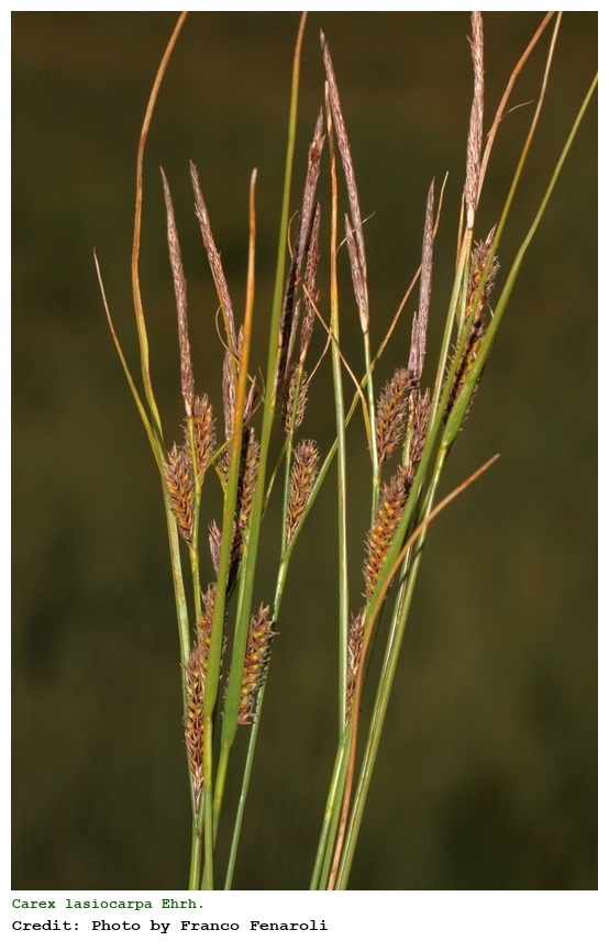 Carex lasiocarpa Ehrh.